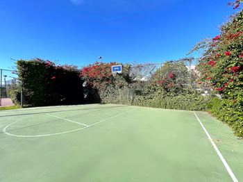 Basketball court